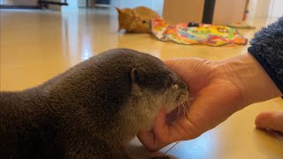 カワウソさくら 猫に構ってもらえずだだをこねる otter that makes cat so crazy about toys that they feel lonely