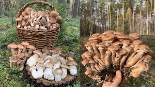 Сбор ГРОМАДНЫХ опят и белых грибов в конце октября!!! Беларусь!!!