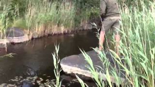 Hecht Attacke auf Stickbait