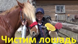 Чистка лошади