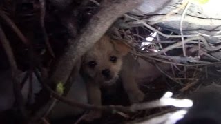 Saving five orphaned puppies - watch until the end for an amazing transformation!