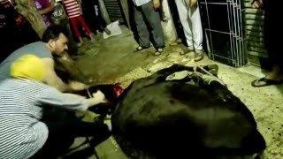 Boğa kesen kadın. Kurban kesimi. KKB