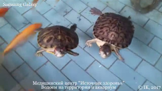 Водный мир медицинского центра "Источник здоровья" (Хайнань, Китай)