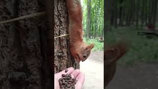 Самый маленький бельчонок впервые берёт орехи с моей ладони / Baby squirrel