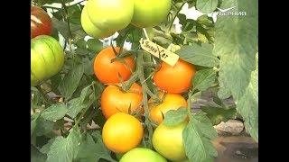 Секреты хорошего урожая. Дачные советы