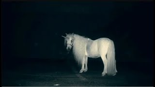 Unicorns Exist in Real Life Actual Proof of Scientists/ Единороги существуют в реальной жизни