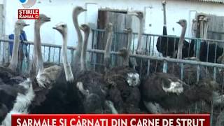 Ferma de Struti Tinca la Kanal D