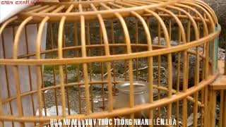 Họa Mi Mái Xùy Thúc Trống Nhanh Lên Lửa | Mi Mi X Ray