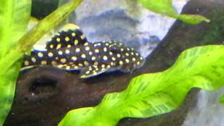 Gold Nugget Pleco (Baryancistrus xanthellus)