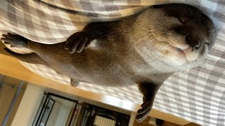 カワウソさくら へそ天芸を極め始めたカワウソ Otter sleeping with their navel out