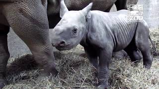 2-Day-Old Black Rhino Calf Named Kendi - Cincinnati Zoo