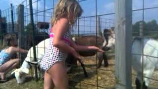 HAZEL BEATRICE LOU AND BRYANNA FEEDING THE NEW GOATS AT KAPNIK ORCHARDS