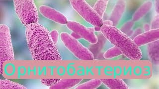 Бактериальные болезни птиц: Орнитобактериоз (ORT)