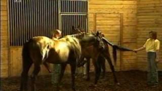 Horse mating