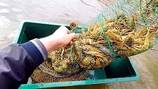 Весна! Как Поймать КРУПНЫХ Раков-САМЦОВ в Раколовки! Лучшая Приманка на все ВЕКА!!!