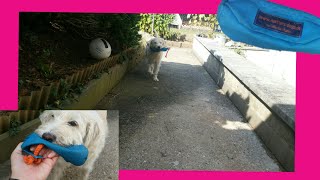 Hund das Apportieren beibringen; Futterdummy
