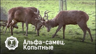 Альфа – самец. Копытные. | Т24