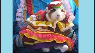 Carnaval de negros y blancos pasto 2020 FERIA DEL CUY / Fernando Llanos Bermúdez