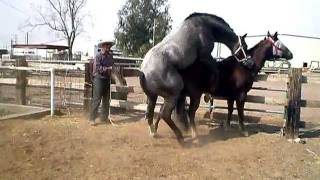 horses having sex