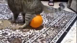 Надувной шар прилип к коту Cat and balloon electrostatic