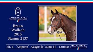 1. Holsteiner Winter-Chance | Nr. 06 Amperio