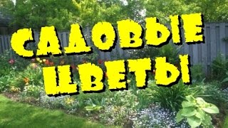 Садовые цветы Обзор дачного участка Цветение цветов на даче Дачный ответ Дача и сад своими руками