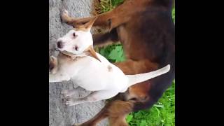 Big hunk dog mates tiny doggie!