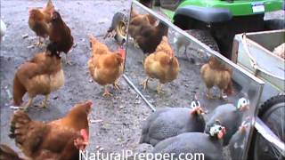 Guineas, Chickens and a Rooster see themselves in a mirror first time