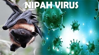 What is Nipah Virus? Which is Spreading in Kerala And How it is Spreading?