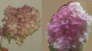 Гортензия, этапы цветения Красота в саду hydrangea