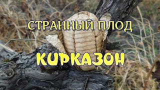 СТРАННЫЙ ПЛОД . КИРКАЗОН .
