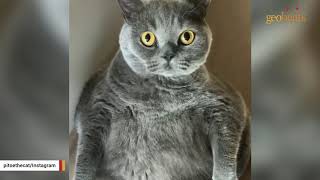 This cat was almost put down due to her curved spine