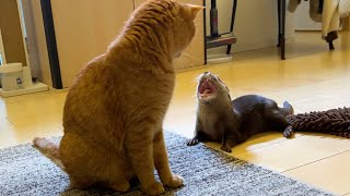 カワウソと猫の会議の様子をお届けします Here's a report on the meeting between the otter and the cat