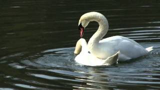 swans mating