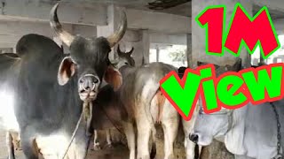 heat detection in kankrej cow