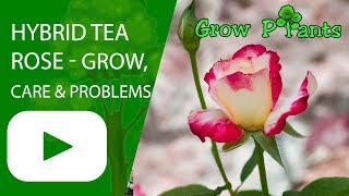 Hybrid tea rose growing, care & problems