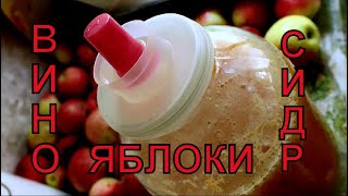 Яблочное вино или сидр в домашних условиях