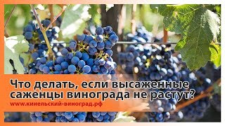Что делать, если посаженные в этом году  саженцы винограда не растут