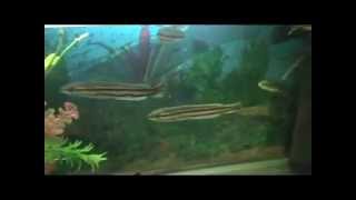 سمكة راس الافعى ملكة الافتراس --- Snakehead fish predation Queen