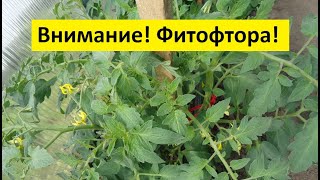 ФИТОФТОРА. ЧАСТЬ 6. ПРЕПАРАТЫ ДЛЯ БОРЬБЫ С НЕЙ. 
