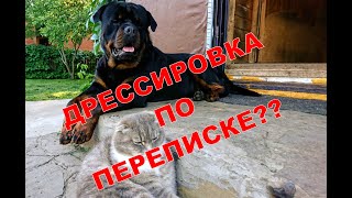 ДРЕССИРОВКА НЕМЕЦКОЙ ОВЧАРКИ ПО ПЕРЕПИСКЕ.Типа челендж