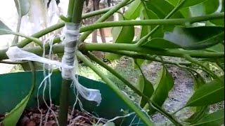 Mango tree grafting and bonsai.