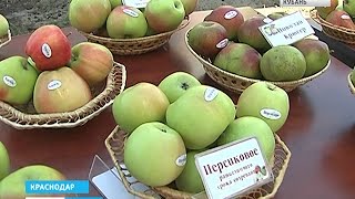 Объем господдержки садоводства вырос в 4-5 раз