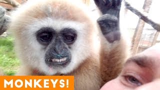 Funniest Monkey and Primate Videos of 2018 | Funny Pet Videos