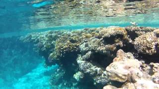 Egipt Sharm El Sheikh - Rafa koralowa przy hotelu El Faraana Reef/Club Resort