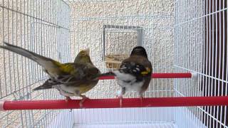 chardonneret algérien  noire x  canari