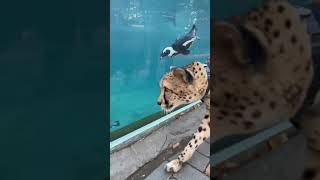 Tom visits the penguins #shorts