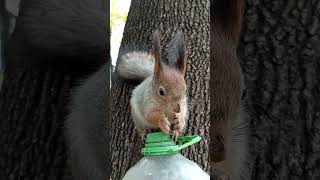 Очень ласковая белка / Very affectionate squirrel