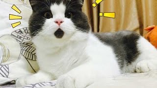 Animales con manchas graciosas y extrañas.