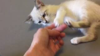 Американский приют для животных =^..^= СИАМСКИЕ КОШКИ (Часть 2)
